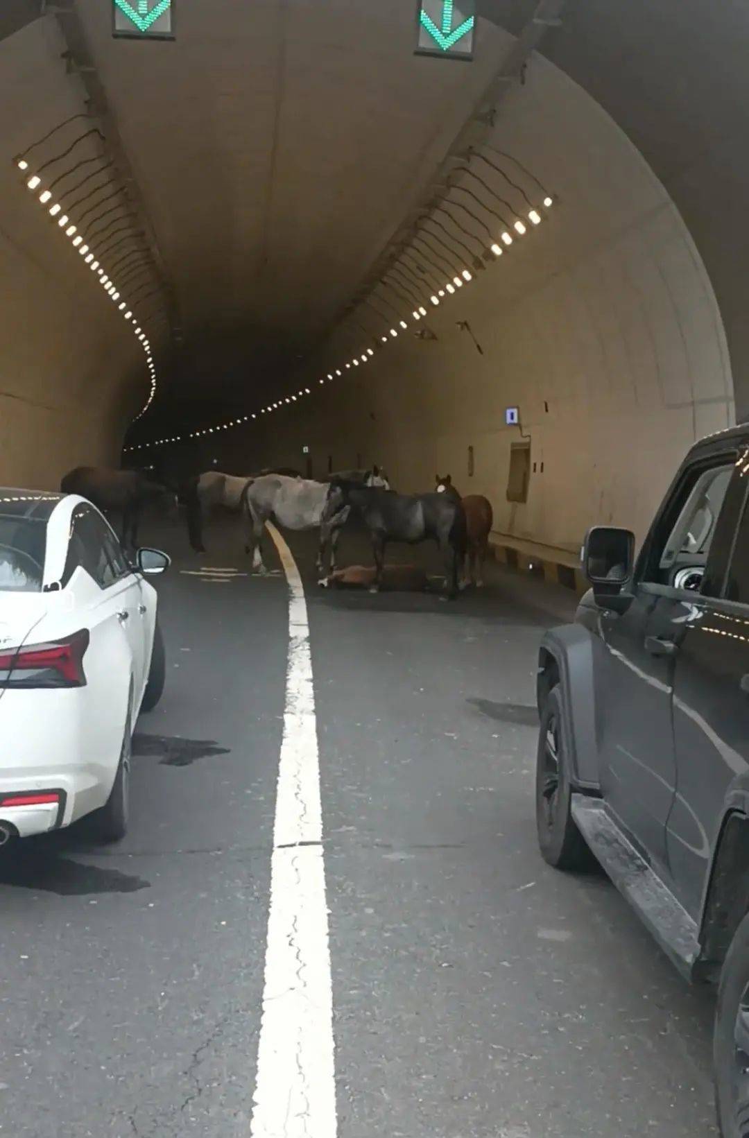 皇冠信用網如何开户_一匹小马倒在隧道里皇冠信用網如何开户，五匹大马围住“拦路求助”，警方称已到现场处理