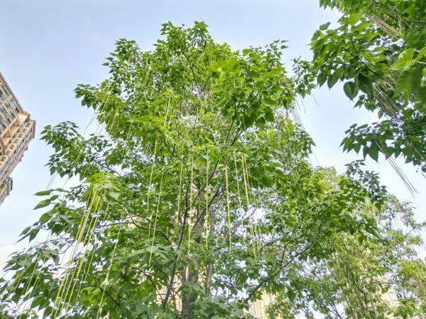 皇冠信用網在哪里开通_武汉这条路上大量出现皇冠信用網在哪里开通，长达1米！到底是啥？