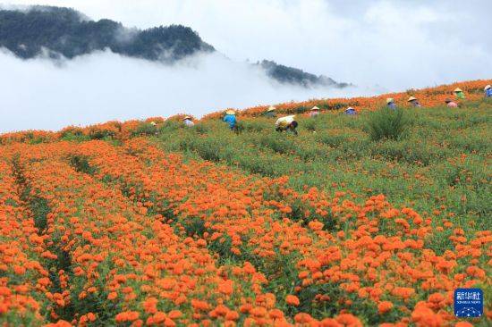 皇冠信用开户_立秋农事正当忙